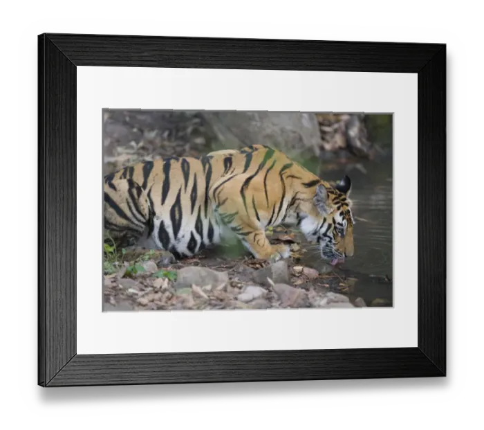 Framed Print : 17 months old Bengal tiger cub drinking water at water hole, late afternoon, dry season