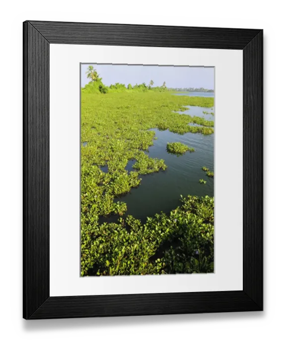 Framed Print : Asia, India, Kerala (Backwaters). Plant growth along the Kumarakom shoreline Framed Print : Asia, India, Kerala (Backwaters). Plant growth along the Kumarakom shoreline