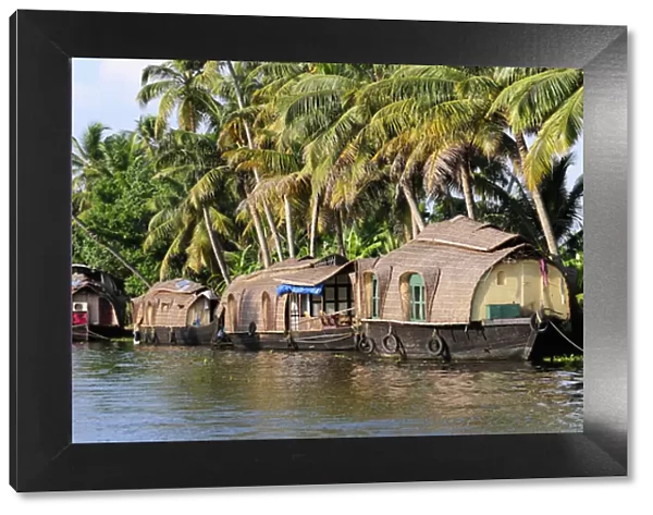 Asia, India, Kerala (Backwaters). Kerala houseboats docked alongside a Backwaters canal