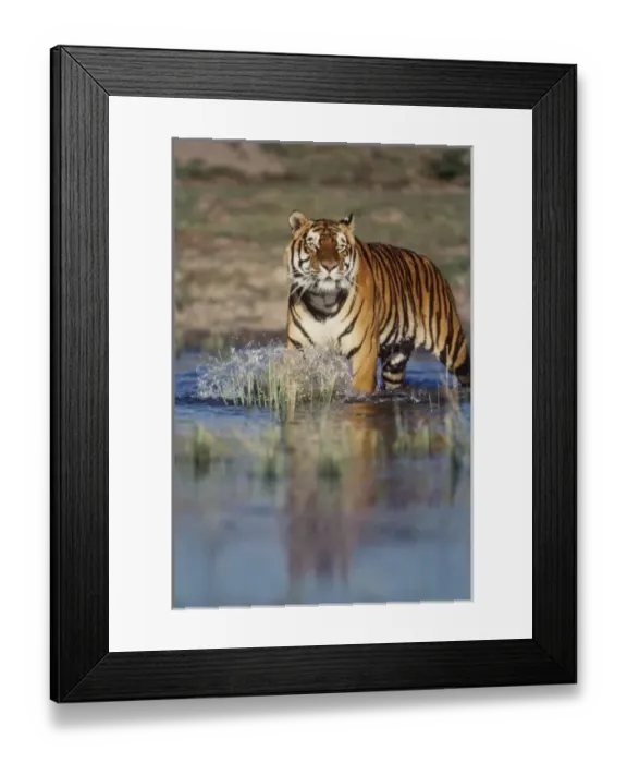 Framed Print : India, Bengal Tiger (Panthera tigris) Framed Print : India, Bengal Tiger (Panthera tigris)
