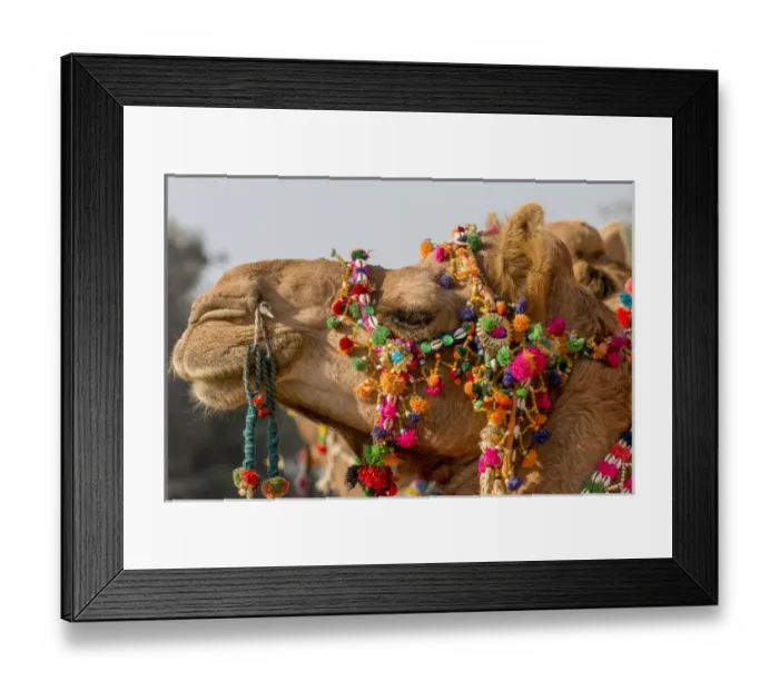 Framed Print : Camels (dromedary) decorated for festival. Desert festival. Jaisalmer. Rajasthan. India Framed Print : Camels (dromedary) decorated for festival. Desert festival. Jaisalmer. Rajasthan. India