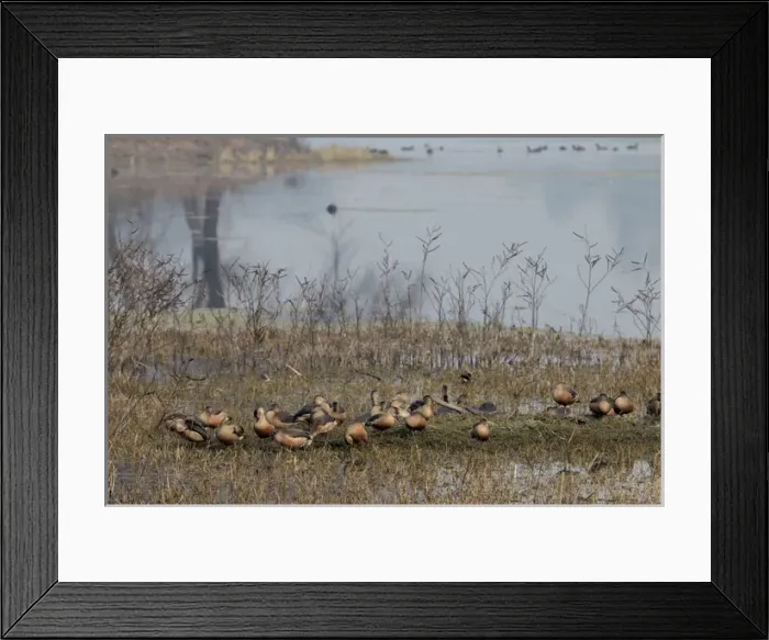 Framed Print : Birds. Keoladeo Ghana National Park. Unesco biosphere reserve. Rajasthan. India