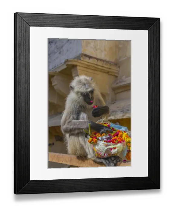 Framed Print : Monkey. Amber Fort. Jaipur. Rajasthan. India Framed Print : Monkey. Amber Fort. Jaipur. Rajasthan. India