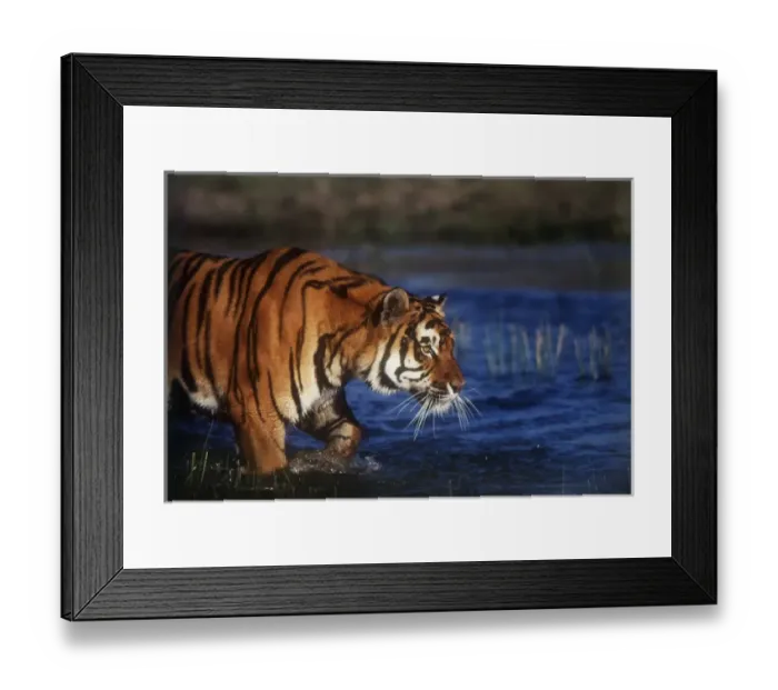 Framed Print : India, Bengal Tiger (Panthera tigris) Framed Print : India, Bengal Tiger (Panthera tigris)