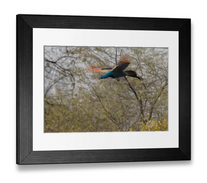 Framed Print : Peacock in flight. Keoladeo Ghana National Park. Unesco biosphere reserve. Rajasthan Framed Print : Peacock in flight. Keoladeo Ghana National Park. Unesco biosphere reserve. Rajasthan