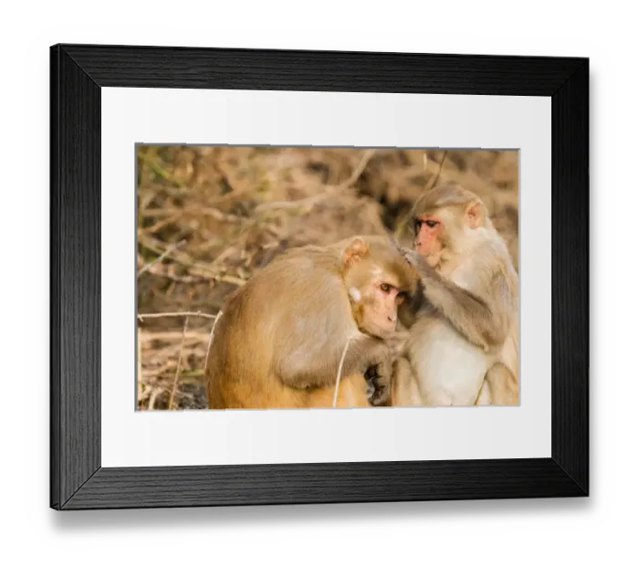 Framed Print : Monkeys. Keoladeo Ghana National Park. Unesco biosphere reserve. Rajasthan. India Framed Print : Monkeys. Keoladeo Ghana National Park. Unesco biosphere reserve. Rajasthan. India