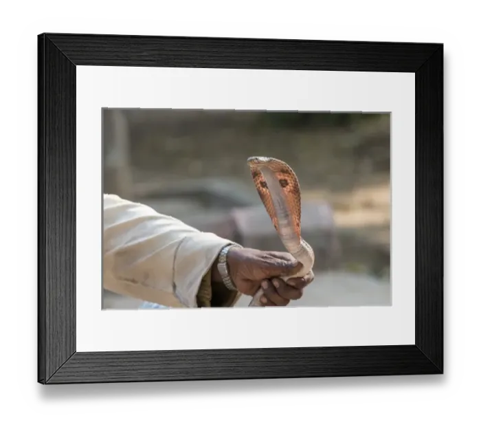 Framed Print : Snake charmer. Village. Fatehpur Sikri. Bharatpur. Rajasthan. India Framed Print : Snake charmer. Village. Fatehpur Sikri. Bharatpur. Rajasthan. India