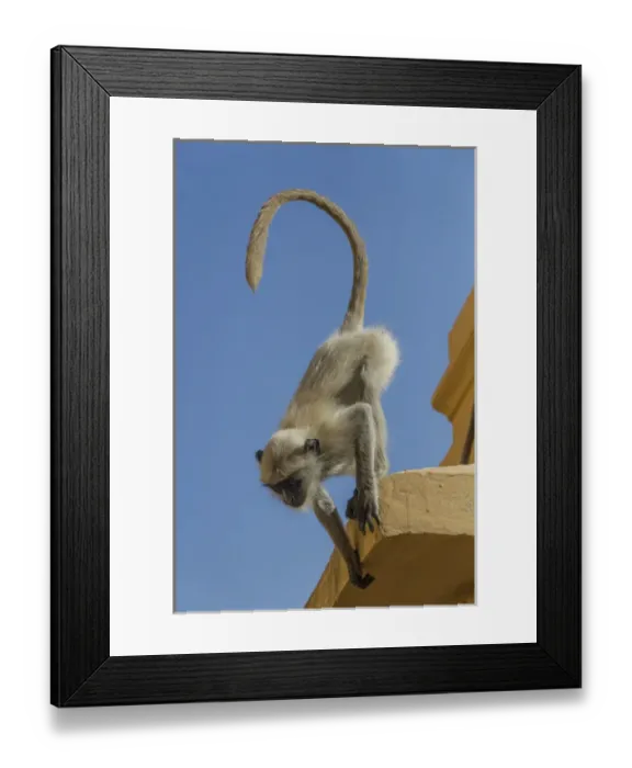 Framed Print : Monkey. Amber Fort. Jaipur. Rajasthan. India Framed Print : Monkey. Amber Fort. Jaipur. Rajasthan. India
