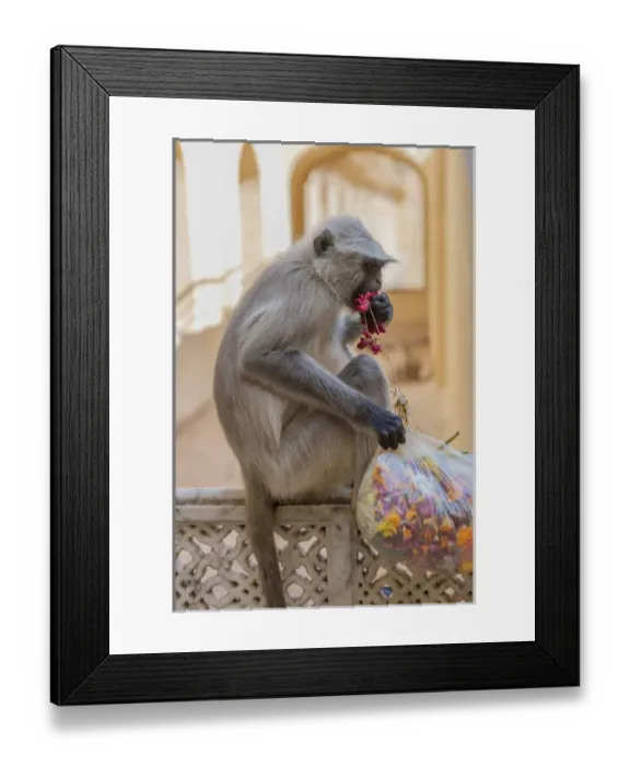Framed Print : Monkey. Amber Fort. Jaipur. Rajasthan. India Framed Print : Monkey. Amber Fort. Jaipur. Rajasthan. India