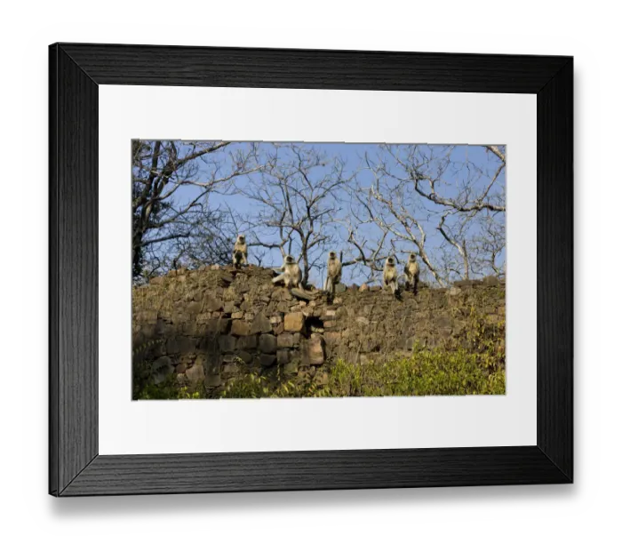 Framed Print : Monkeys. Ranthambore National Park, Sawai Madhopur. Rajasthan. India Framed Print : Monkeys. Ranthambore National Park, Sawai Madhopur. Rajasthan. India