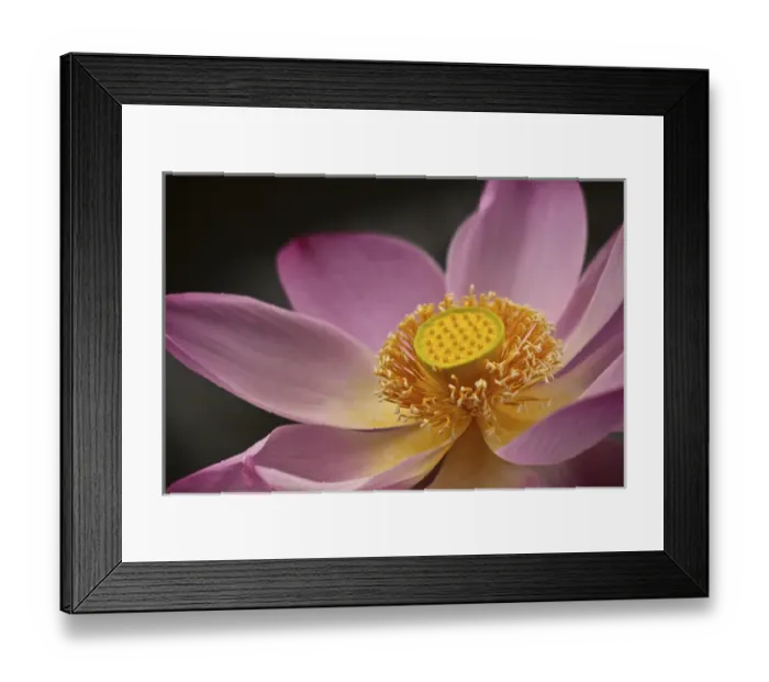 Framed Print : Indonesia, Bali, Ubud, Nyuh Kuning Village. Close-up shot of lotus flower in full bloom Framed Print : Indonesia, Bali, Ubud, Nyuh Kuning Village. Close-up shot of lotus flower in full bloom