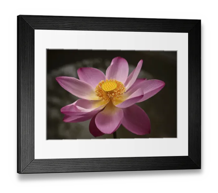 Framed Print : Indonesia, Bali, Ubud, Nyuh Kuning Village. Close-up shot of lotus flower in full bloom
