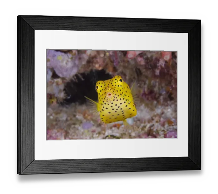 Framed Print : Indian Ocean, Indonesia, Komodo National Park. Close-up of a juvenile boxfish. Credit as: Jones & Shimlock / Jaynes Gallery / DanitaDelimont. com Framed Print : Indian Ocean, Indonesia, Komodo National Park. Close-up of a juvenile boxfish. Credit as: Jones & Shimlock / Jaynes Gallery / DanitaDelimont. com