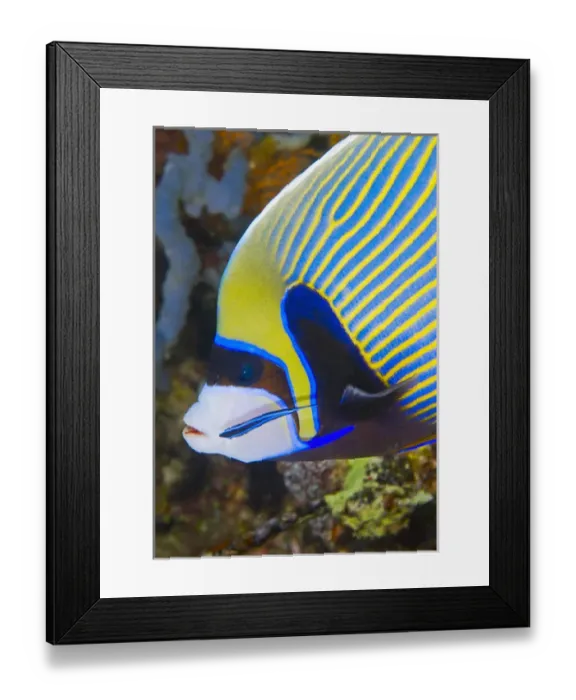Framed Print : Indian Ocean, Indonesia, Komodo National Park. Adult angelfish being cleaned by small fish Framed Print : Indian Ocean, Indonesia, Komodo National Park. Adult angelfish being cleaned by small fish