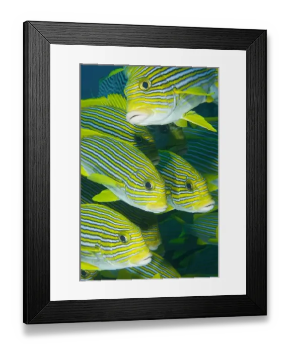 Framed Print : Indian Ocean, Indonesia, Komodo National Park. School of ribbon sweetlips fish. Credit as Framed Print : Indian Ocean, Indonesia, Komodo National Park. School of ribbon sweetlips fish. Credit as