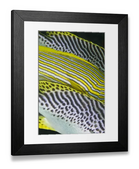 Framed Print : Indian Ocean, Indonesia, Komodo National Park. Close-up of banding on sweetlips fish Framed Print : Indian Ocean, Indonesia, Komodo National Park. Close-up of banding on sweetlips fish