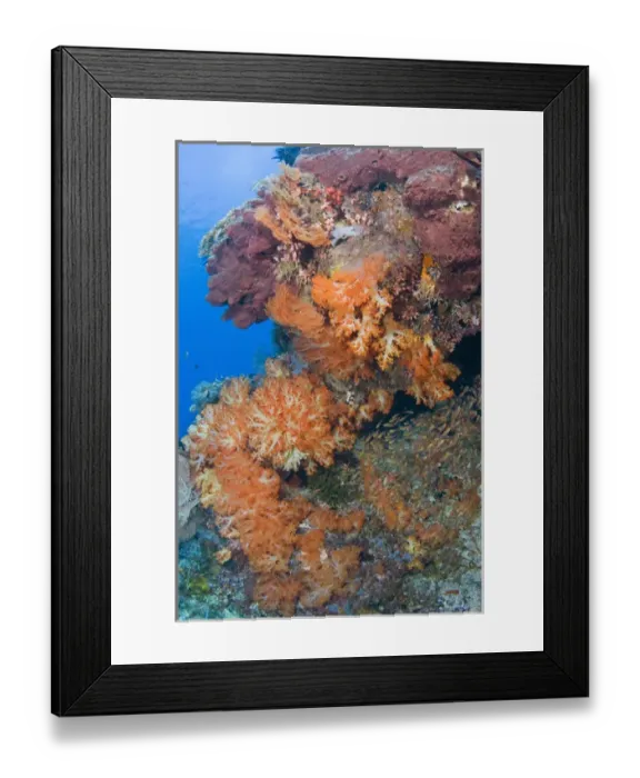 Framed Print : Indian Ocean, Indonesia, Komodo National Park. Scenic of part of protected coral reef Framed Print : Indian Ocean, Indonesia, Komodo National Park. Scenic of part of protected coral reef