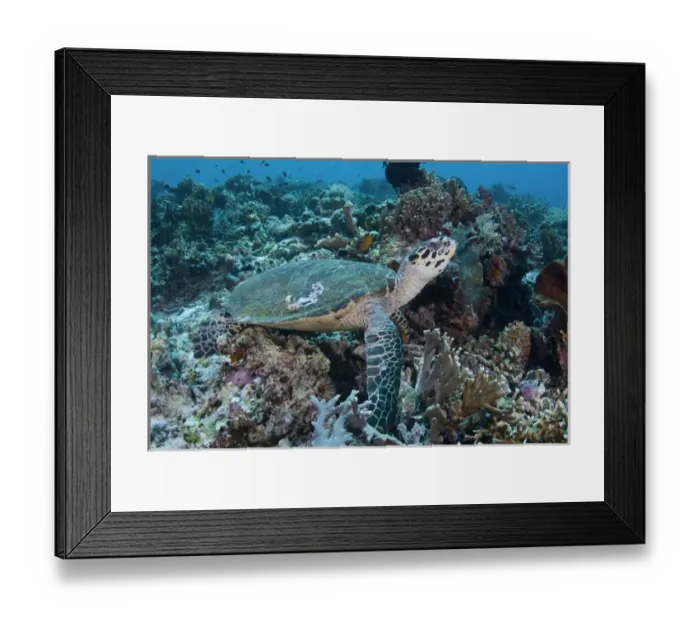 Framed Print : Indian Ocean, Indonesia, Komodo National Park. An endangered green turtle swims over coral Framed Print : Indian Ocean, Indonesia, Komodo National Park. An endangered green turtle swims over coral