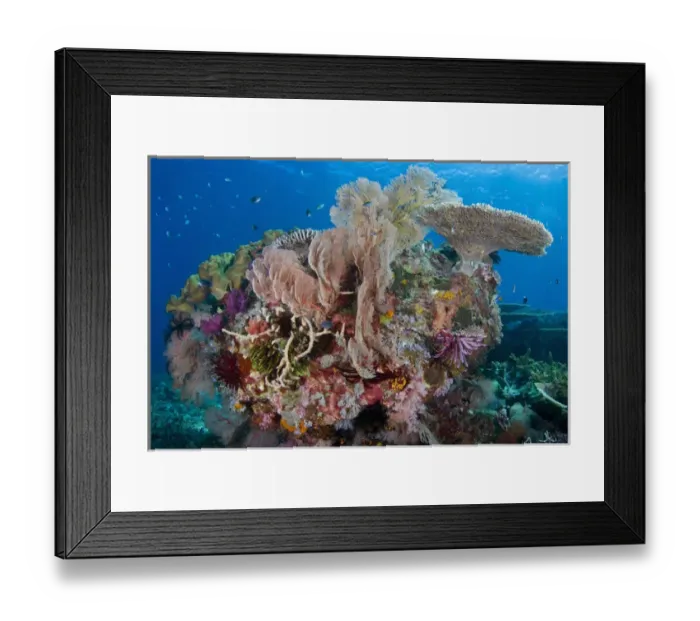 Framed Print : Indian Ocean, Indonesia, Komodo National Park. Scenic of part of protected coral reef Framed Print : Indian Ocean, Indonesia, Komodo National Park. Scenic of part of protected coral reef