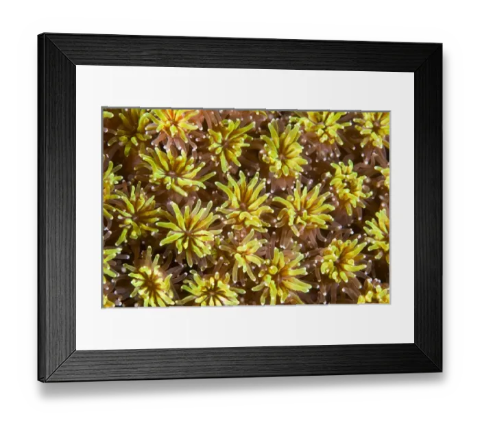 Framed Print : Indian Ocean, Indonesia, Komodo National Park Framed Print : Indian Ocean, Indonesia, Komodo National Park