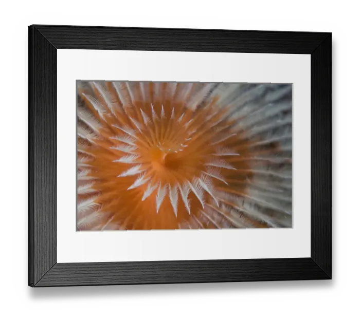 Framed Print : Indian Ocean, Indonesia, Papua, Fakfak. Close-up of feather-duster worm. Credit as Framed Print : Indian Ocean, Indonesia, Papua, Fakfak. Close-up of feather-duster worm. Credit as