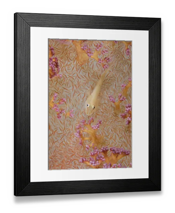 Framed Print : Indian Ocean, Indonesia, Fakfak, Triton Bay Framed Print : Indian Ocean, Indonesia, Fakfak, Triton Bay