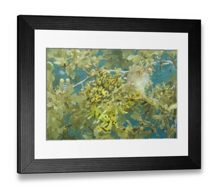 Framed Print : Indian Ocean, Indonesia, Papua, Fakfak. Two frogfish camouflaged in seaweed. Credit as Framed Print : Indian Ocean, Indonesia, Papua, Fakfak. Two frogfish camouflaged in seaweed. Credit as