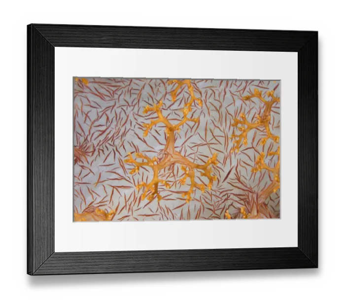Framed Print : Indian Ocean, Indonesia, Papua, Raja Ampat. Detail of a soft coral polyps. Credit as Framed Print : Indian Ocean, Indonesia, Papua, Raja Ampat. Detail of a soft coral polyps. Credit as