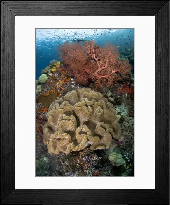 Framed Print : Indian Ocean, Indonesia, Raja Ampat Islands. Pristine coral reef off Misool Island Framed Print : Indian Ocean, Indonesia, Raja Ampat Islands. Pristine coral reef off Misool Island