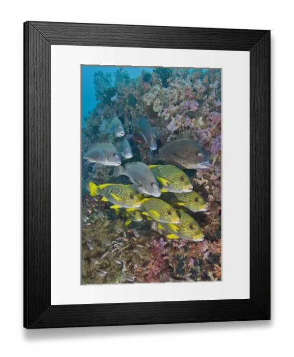 Framed Print : Indian Ocean, Indonesia, Fakfak, Triton Bay Framed Print : Indian Ocean, Indonesia, Fakfak, Triton Bay