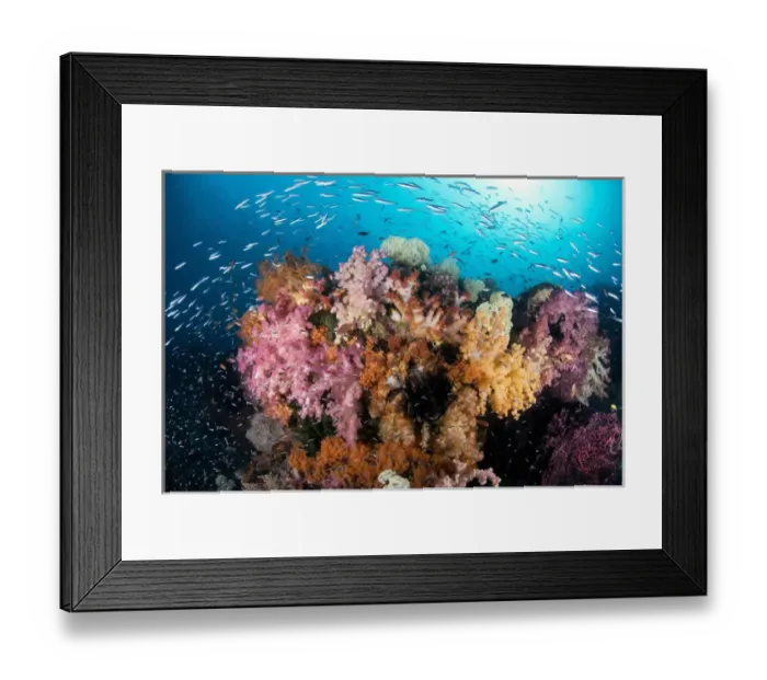 Framed Print : Indian Ocean, Indonesia, Papua, Raja Ampat. Colorful reef panorama with soft corals Framed Print : Indian Ocean, Indonesia, Papua, Raja Ampat. Colorful reef panorama with soft corals