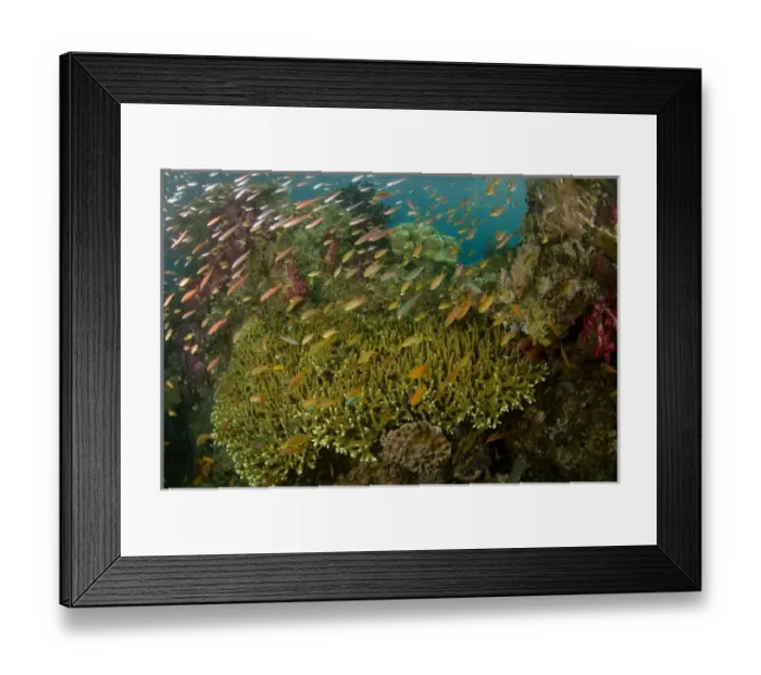 Framed Print : Indian Ocean, Indonesia, Raja Ampat. Reef panorama of corals and schooling anthias