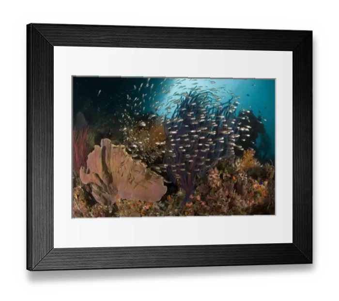 Framed Print : Indian Ocean, Indonesia, Raja Ampat. Reef panorama with corals and glassy cardinalfish Framed Print : Indian Ocean, Indonesia, Raja Ampat. Reef panorama with corals and glassy cardinalfish