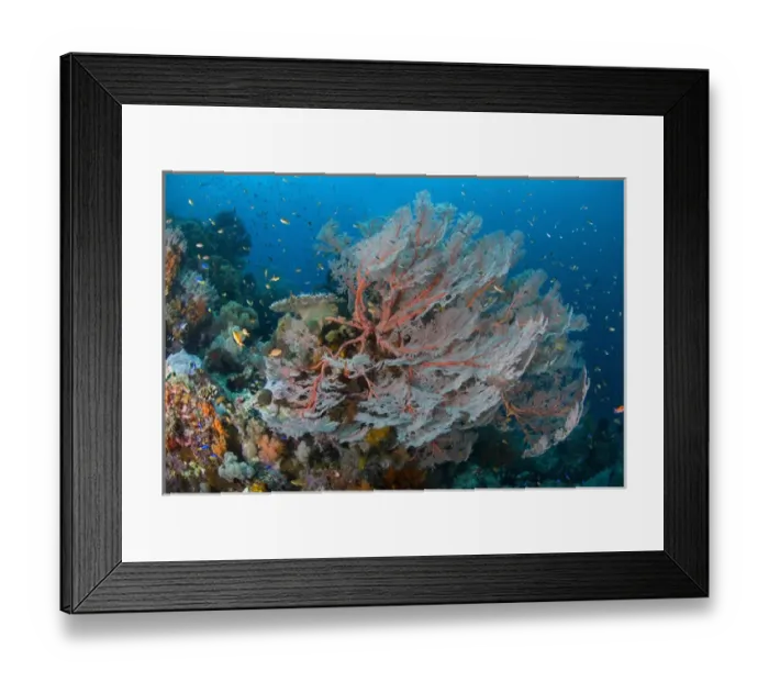 Framed Print : Indian Ocean, Indonesia, Papua, Raja Ampat. Reef panorama with large seafan and schooling fish Framed Print : Indian Ocean, Indonesia, Papua, Raja Ampat. Reef panorama with large seafan and schooling fish