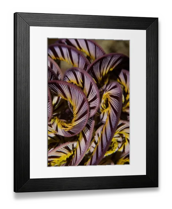 Framed Print : Indian Ocean, Indonesia, Raja Ampat, Misool Island. Detail of a crinoid or featherstar Framed Print : Indian Ocean, Indonesia, Raja Ampat, Misool Island. Detail of a crinoid or featherstar