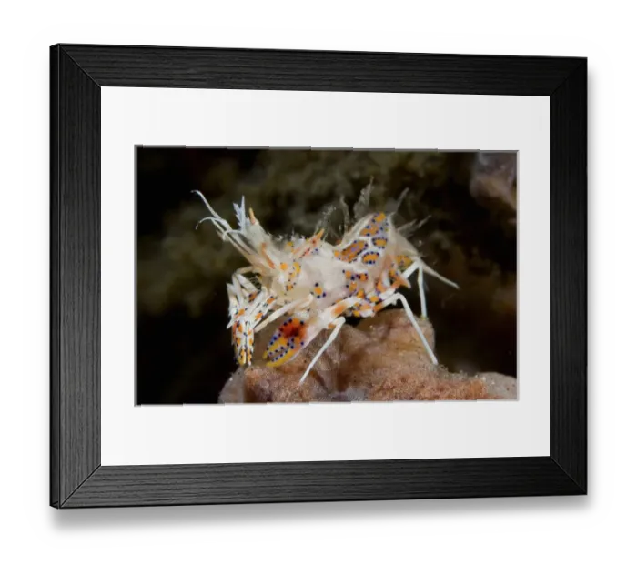 Framed Print : Indian Ocean, Indonesia, Sulawesi Island, Lembeh Straits. Close-up of tiny tiger shrimp