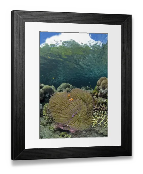 Framed Print : Indian Ocean, Indonesia, Raja Ampat. Coral grows near surface in mangrove habitat Framed Print : Indian Ocean, Indonesia, Raja Ampat. Coral grows near surface in mangrove habitat