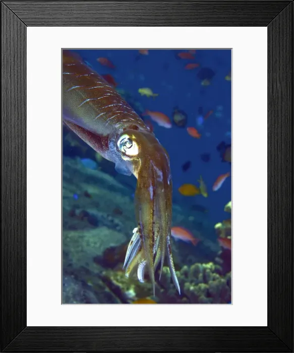 Framed Print : Indonesia, Lembata Island. Close-up of a squid Framed Print : Indonesia, Lembata Island. Close-up of a squid