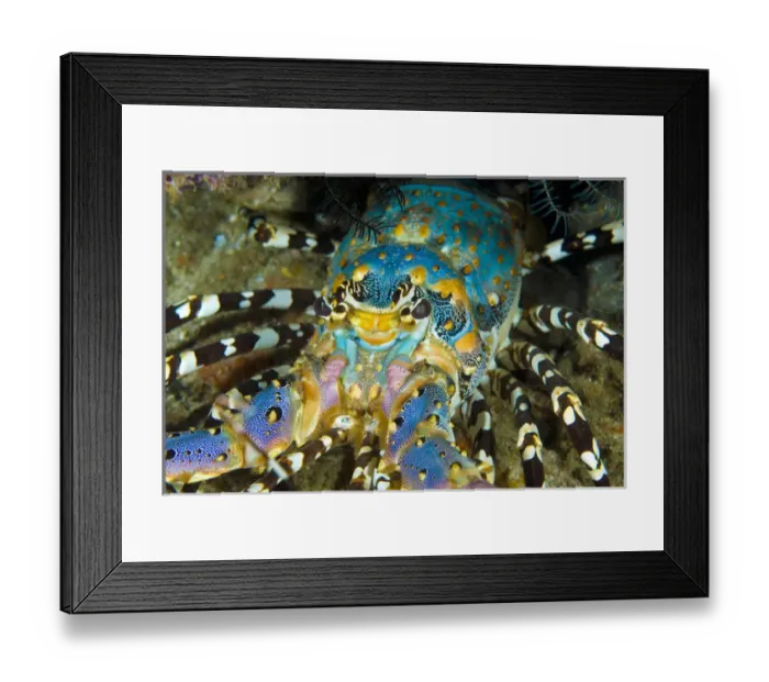Framed Print : Indonesia, Papua, Raja Ampat. Close-up of front of lobster Framed Print : Indonesia, Papua, Raja Ampat. Close-up of front of lobster