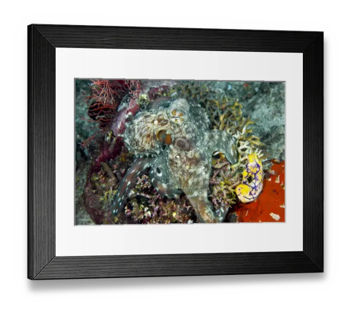 Framed Print : Indonesia, New Guinea Island, Raja Ampat. Close-up of octopus on coral. Credit as