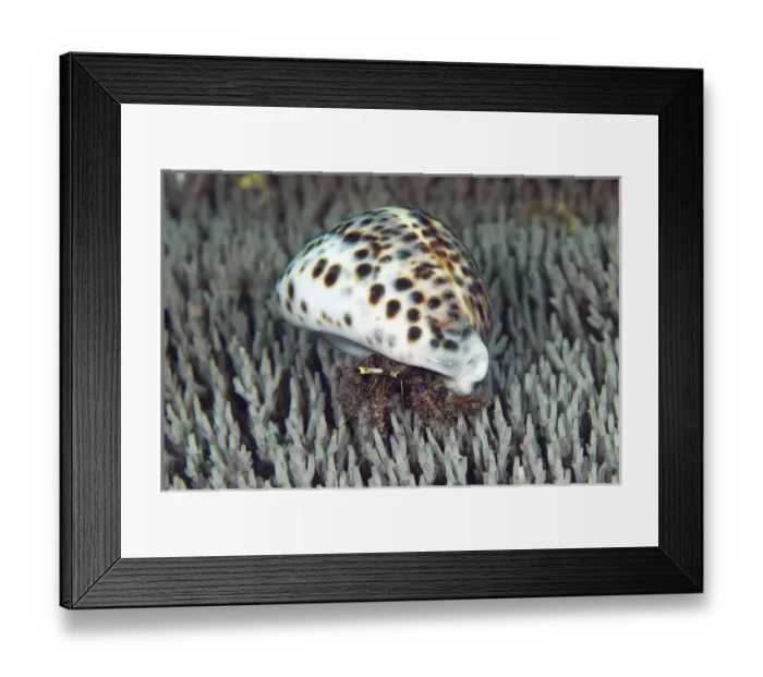 Framed Print : Indonesia, Papua, Raja Ampat, Batanta Island Framed Print : Indonesia, Papua, Raja Ampat, Batanta Island