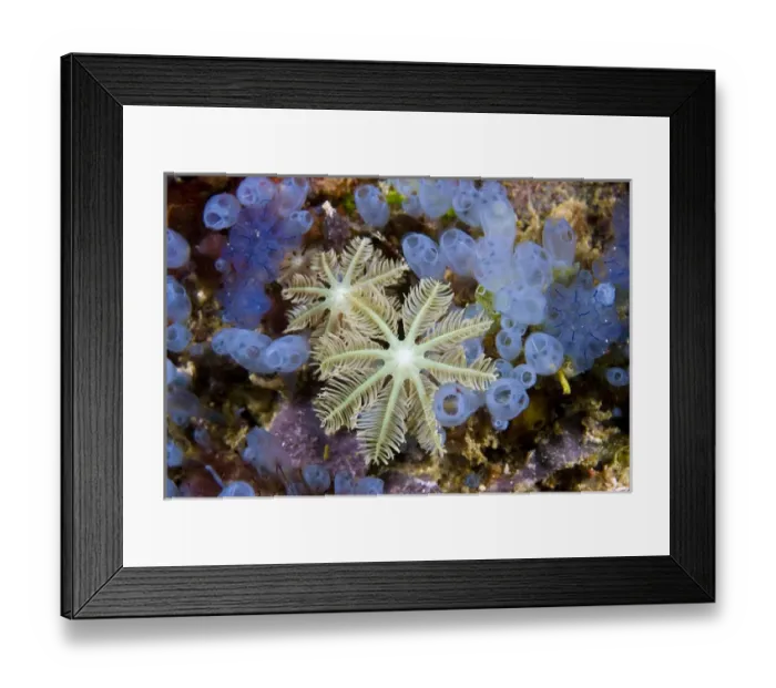 Framed Print : Indonesia, Papua, Raja Ampat. Bluebell tunicates and soft corals Framed Print : Indonesia, Papua, Raja Ampat. Bluebell tunicates and soft corals