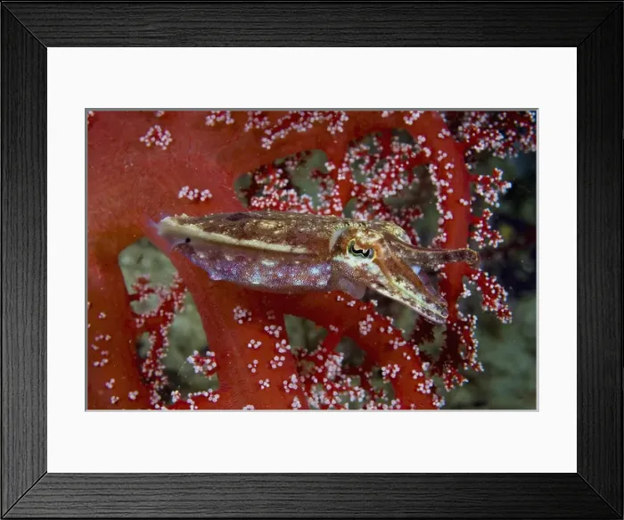 Framed Print : Indonesia, New Guinea Island, Raja Ampat. Close-up of cuttlefish amid corals. Credit as Framed Print : Indonesia, New Guinea Island, Raja Ampat. Close-up of cuttlefish amid corals. Credit as