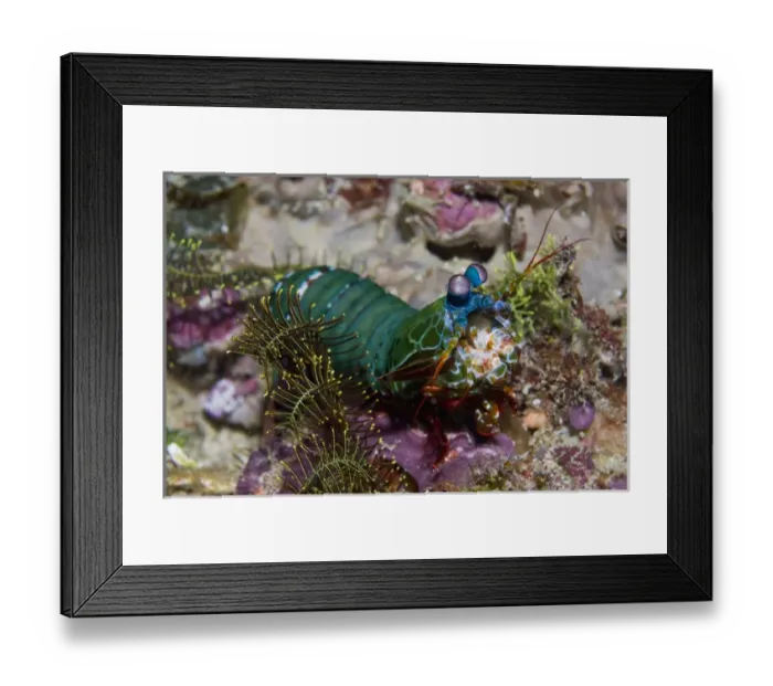 Framed Print : Indonesia, New Guinea Island, Raja Ampat Framed Print : Indonesia, New Guinea Island, Raja Ampat