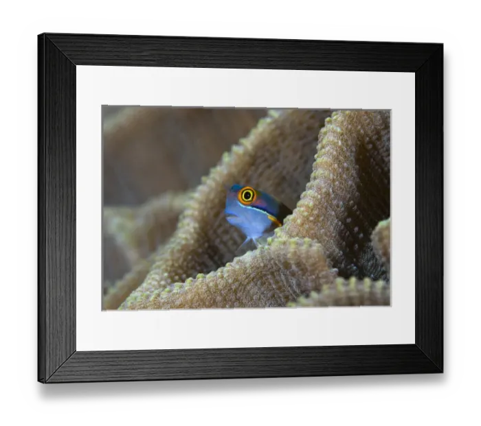Framed Print : Indonesia, Raja Ampat. A blenny fish pokes its head out of a coral Framed Print : Indonesia, Raja Ampat. A blenny fish pokes its head out of a coral