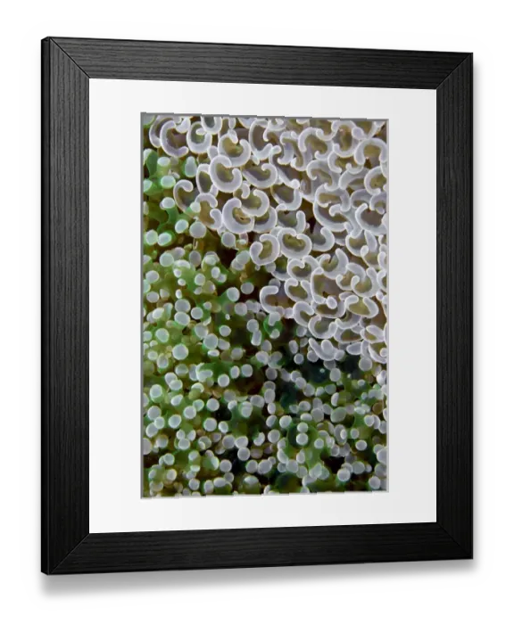 Framed Print : Indonesia, Raja Ampat. Two species of fleshy hard corals are competing for space on the reef