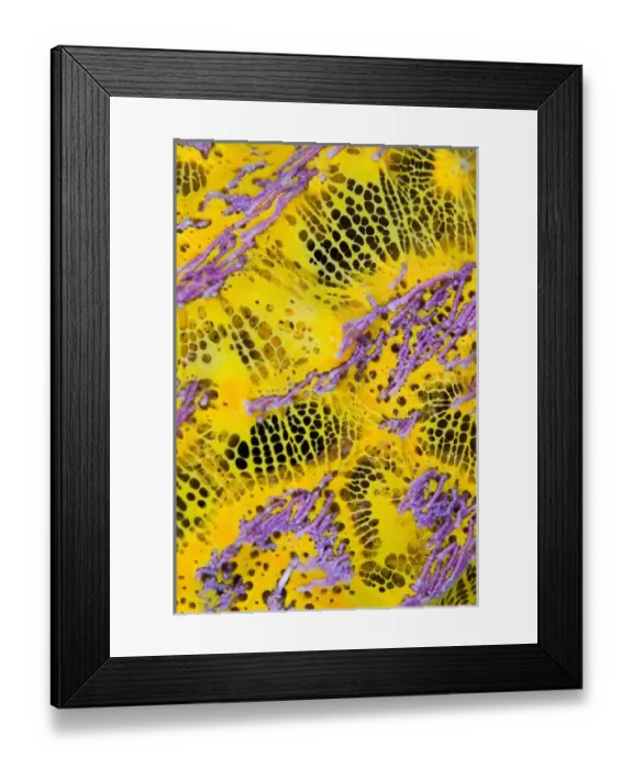 Framed Print : Indonesia, Raja Ampat. Close-up of colorful sponge marine life Framed Print : Indonesia, Raja Ampat. Close-up of colorful sponge marine life