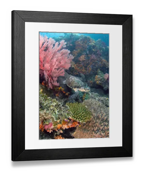 Framed Print : Indonesia, Raja Ampat. Endangered hawksbill turtle swims over reef Framed Print : Indonesia, Raja Ampat. Endangered hawksbill turtle swims over reef