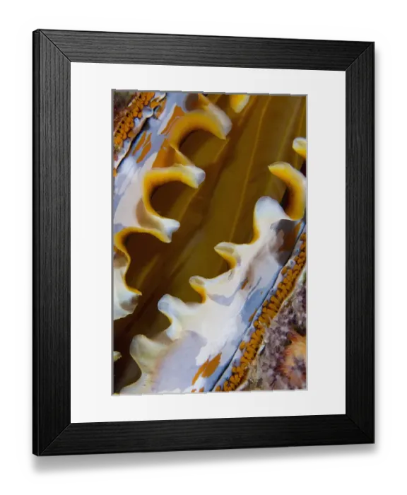 Framed Print : Indonesia, Raja Ampat. Close-up of partially open oyster shell Framed Print : Indonesia, Raja Ampat. Close-up of partially open oyster shell