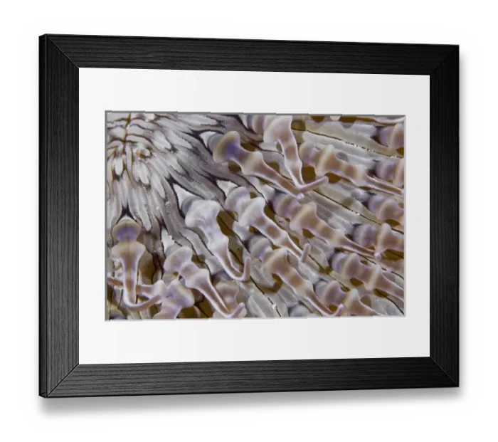 Framed Print : Indonesia, Raja Ampat. This ringed anemone is found in shady areas near a reef. Credit as Framed Print : Indonesia, Raja Ampat. This ringed anemone is found in shady areas near a reef. Credit as
